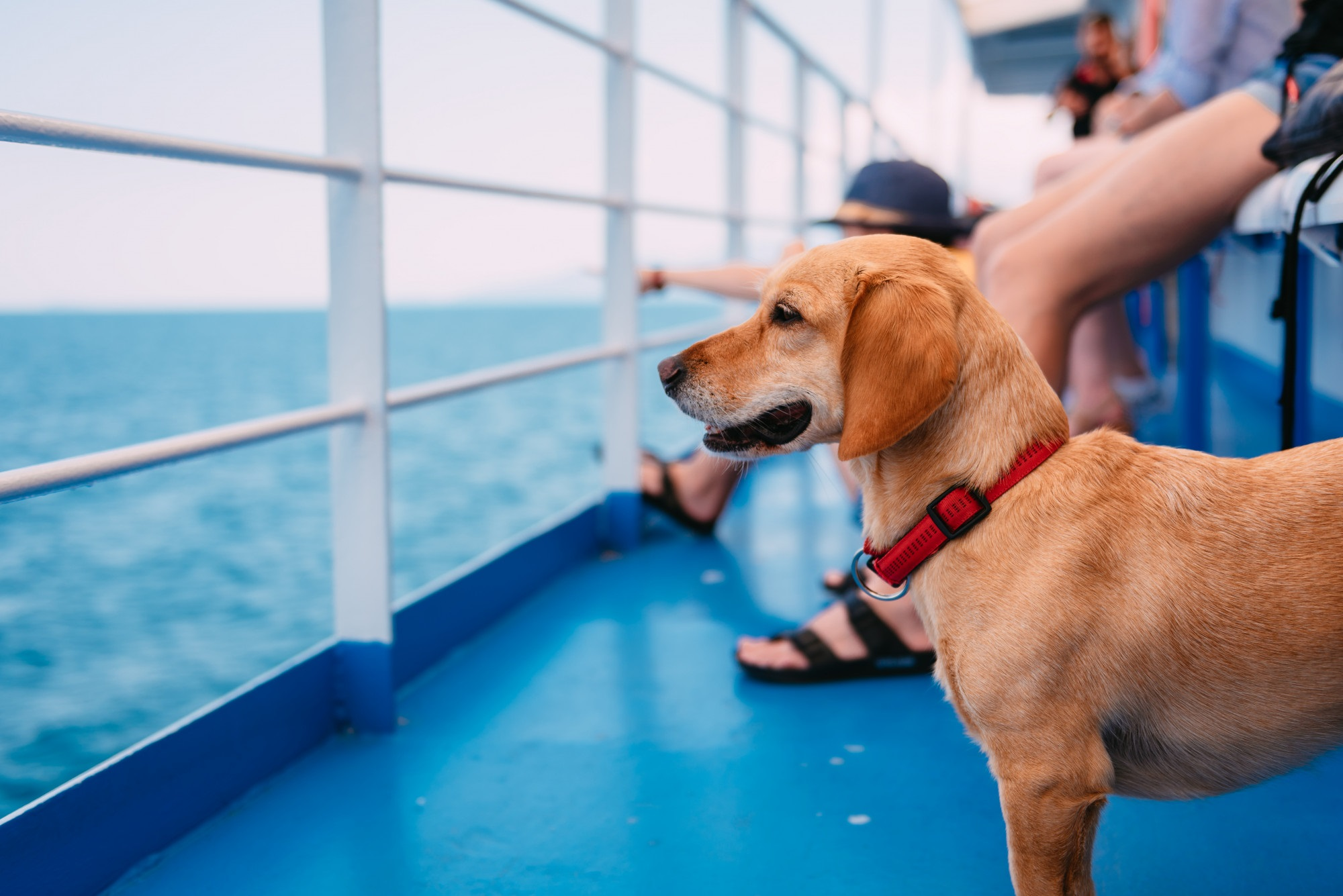 dog on a cruise