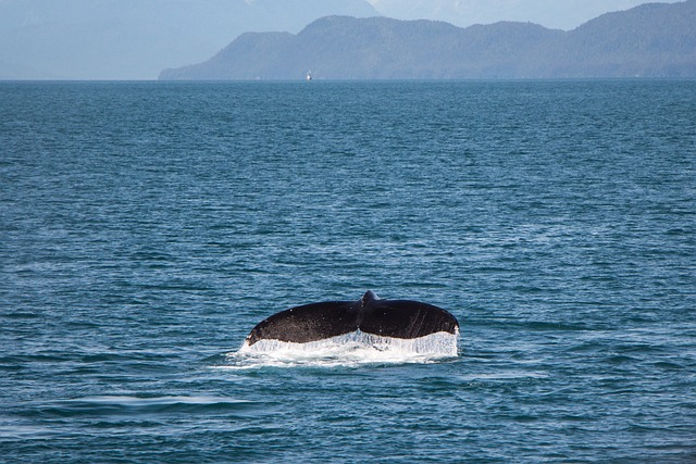 Tail of a whale in an ocean