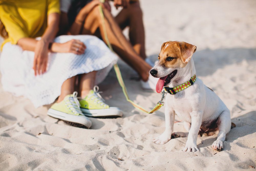 take your furry friend on a cruise