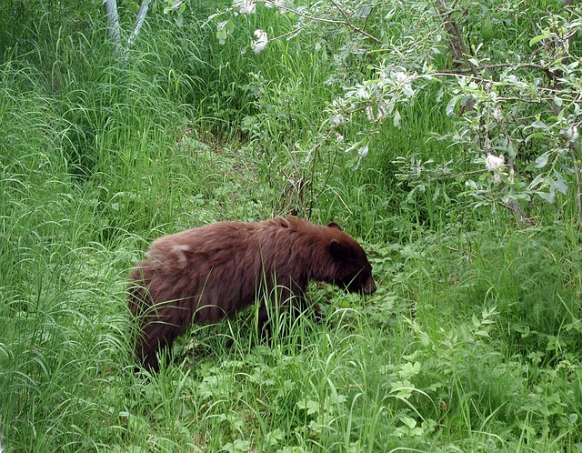 Bear spotting in Tongass National Forest is a must try
