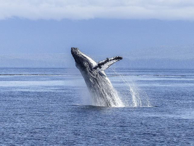 whale-watching tours in Juneau Alaska
