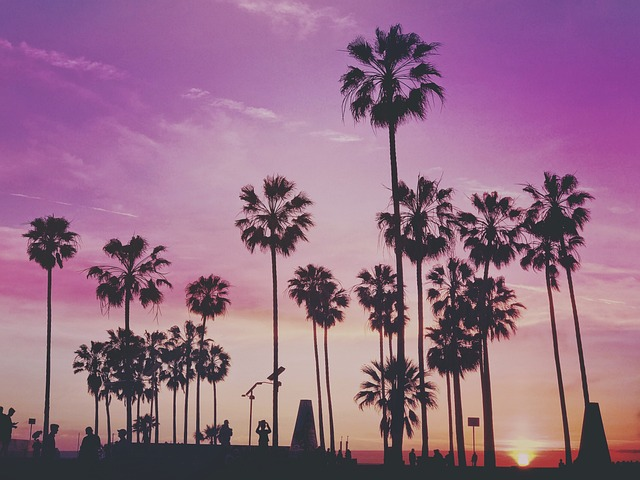 Palm trees in Miami with a purple sky