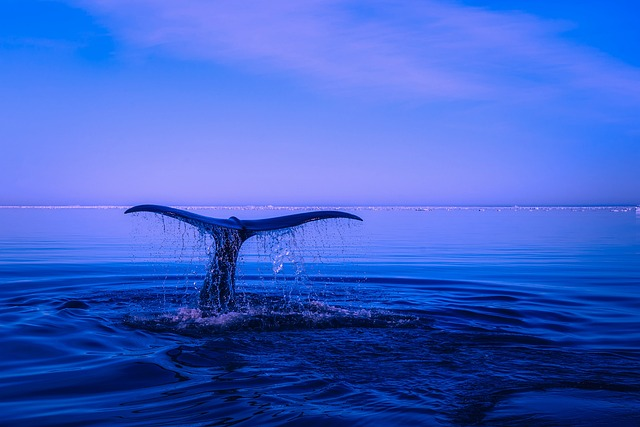 Whale tail swimming at night
