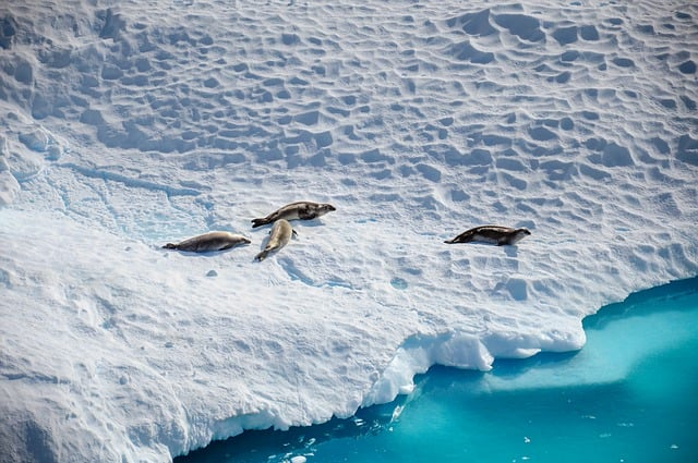 four seals lying down on a glacier
