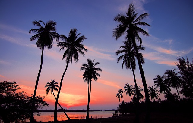 palm trees under the sunset