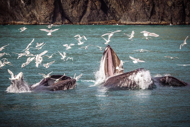 humpback whales and seagulls