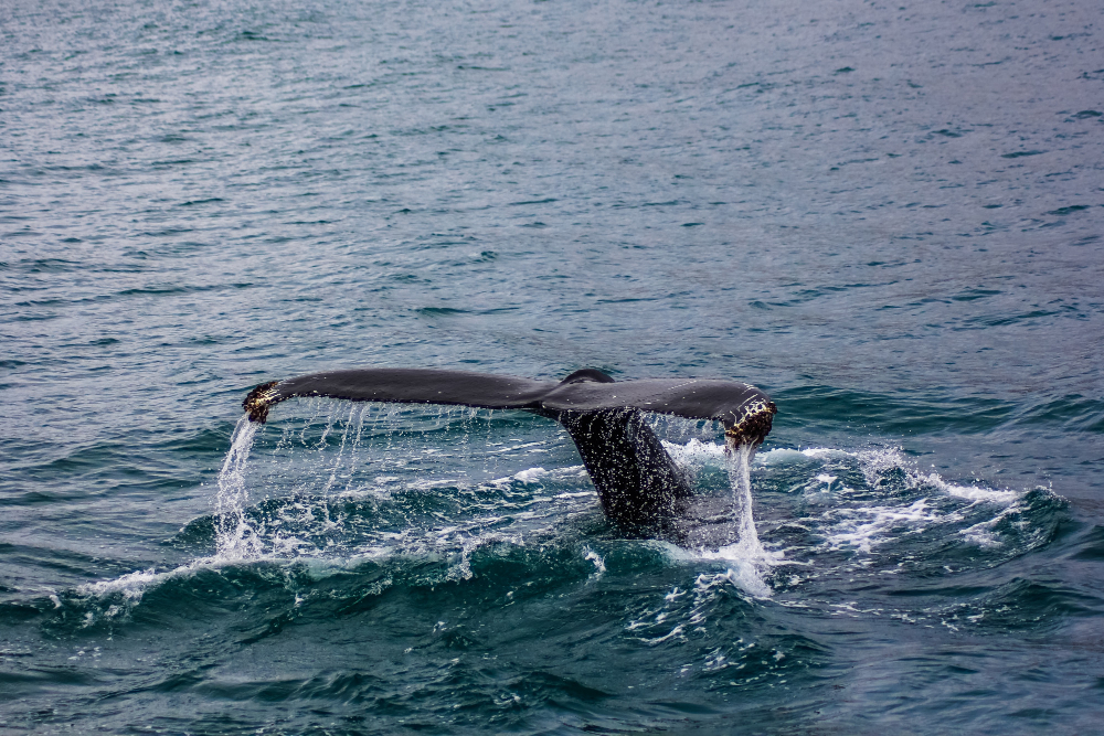 whale tail on top of ocean