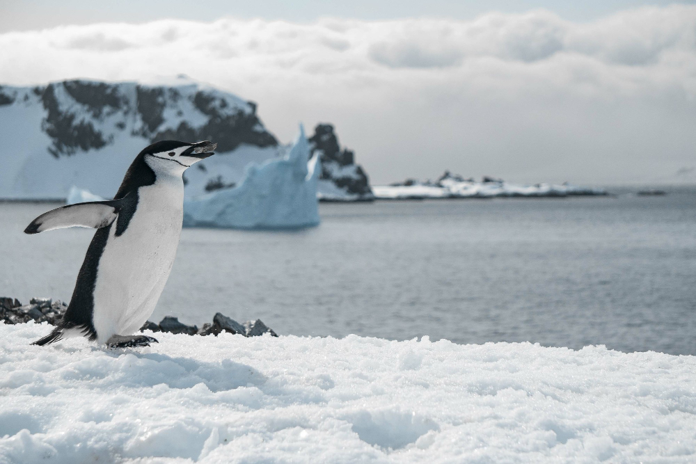 penguin walking on land covered with ice